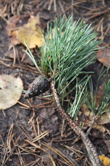Pinus sylvestris
