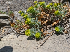 Myrsiniteae
