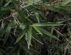 Bergbambos tessellata