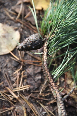 Pinus sylvestris