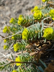 Myrsiniteae