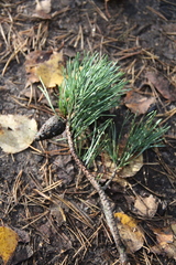 Pinus sylvestris