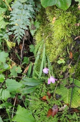 Hesperantha scopulosa
