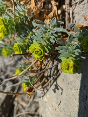 Myrsiniteae