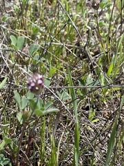 Trifolium albopurpureum