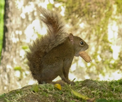 Brazilian Squirrel, photo 5 of 7