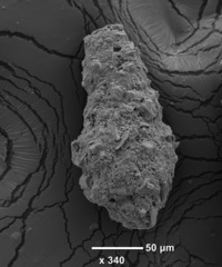 Reophax subfusiformis