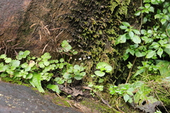 Crassula umbraticola