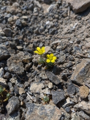 Ceratocephala falcata