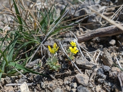 Ceratocephala falcata