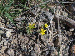 Ceratocephala falcata