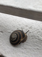 Caracolus marginella