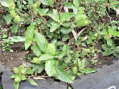 Acalypha alopecuroidea