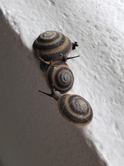 Caracolus marginella