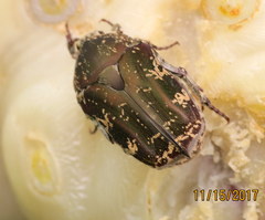 Protaetia fusca