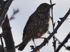 Turdus philomelos