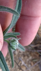 Cryptantha barbigera barbigera