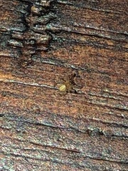 Arachnida