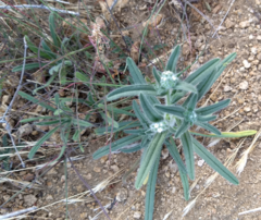 Cryptantha barbigera barbigera