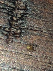 Arachnida