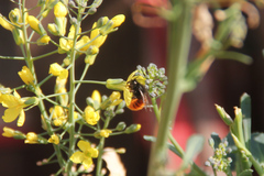 Osmia cornuta