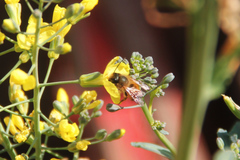 Osmia cornuta