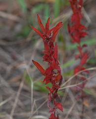 Acalypha monococca