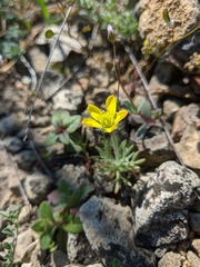 Ceratocephala falcata