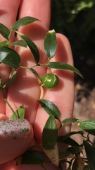 Asparagus asparagoides