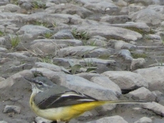 Motacilla cinerea