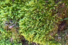 Plagiothecium cavifolium