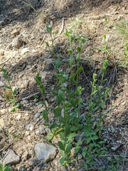 Arabis recta