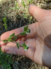 Arabis recta