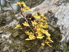 Trichocentrum biorbiculare