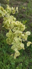 Ulmus minor
