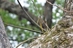 Trichocentrum biorbiculare