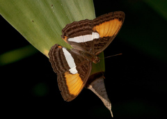 Adelpha cytherea marcia