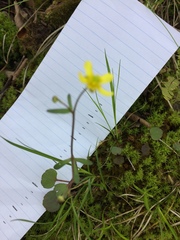 Ranunculus harveyi