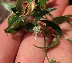 Asparagus asparagoides