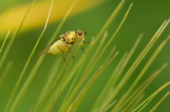 Chlorops