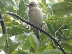 Fringilla coelebs