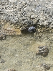 Nerita tessellata