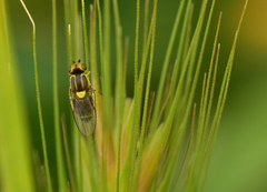 Chlorops