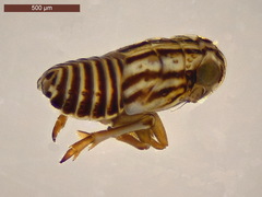 Eurybregma nigrolineata