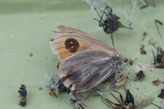 Argyrophenga antipodum