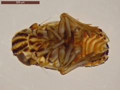 Eurybregma nigrolineata