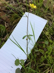 Ranunculus harveyi