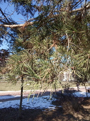 Pinus contorta