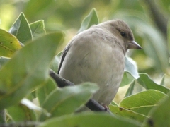Fringilla coelebs