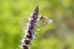 Notoreas simplex